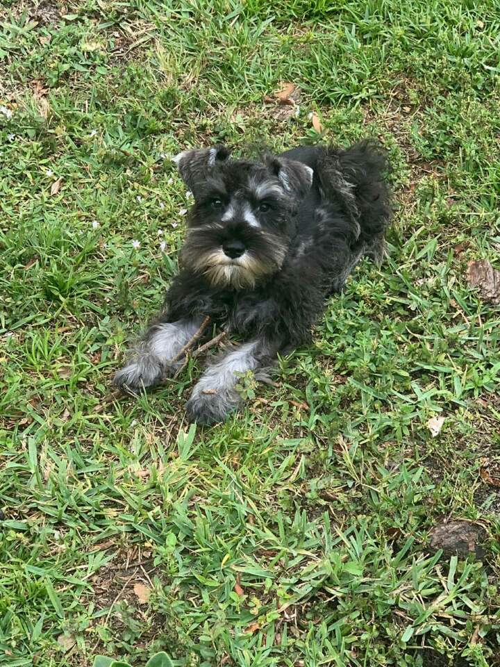 animales y mascotas - schnauzer Mini, negro y sal y pimienta