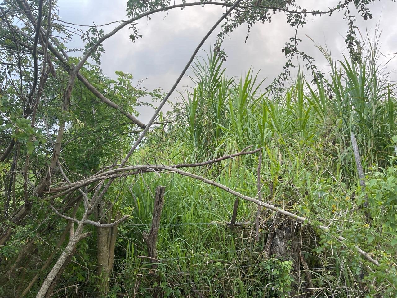 solares y terrenos - Se vende solar en la comunidad de camu, puerto plata  2