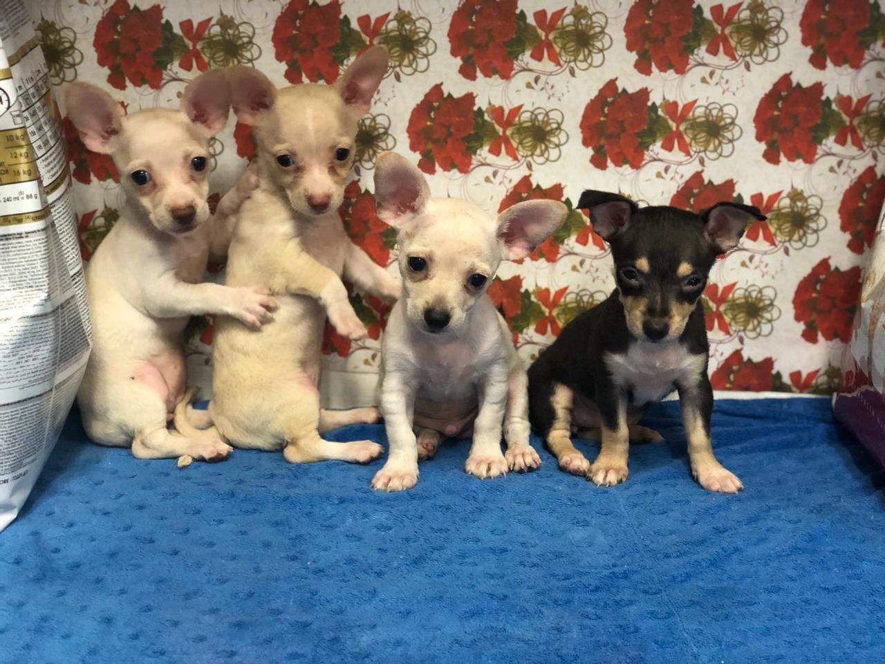 Corotos | OFERTA CACHORRO CHIHUAHUA AMBOS SEXO EN SANTO DOMINGO CON TODO AL  DIA