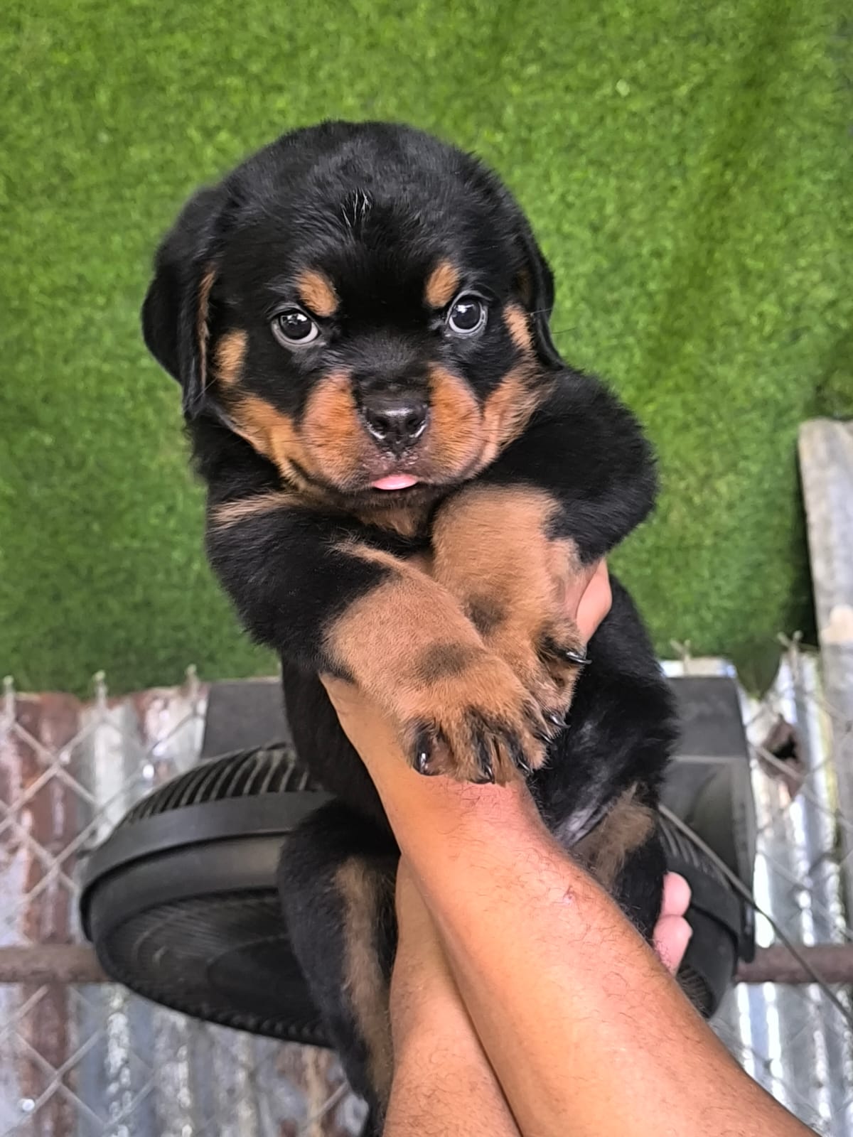 animales y mascotas - Hermosos cachorritos de Rottwailer con pedigree ambos sexo