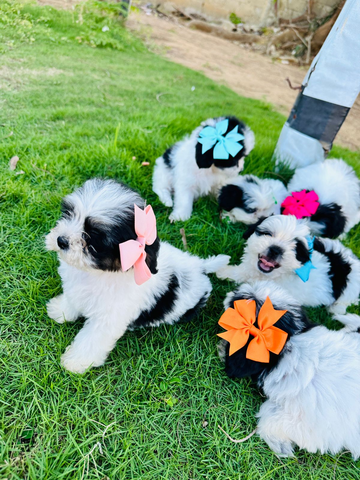 animales y mascotas - hermosos Cachorritos de shipoo mini ambos sexo 