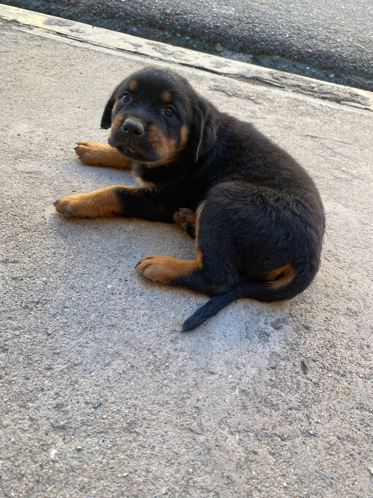 animales y mascotas - Hermosos cachorritos de Rottwailer con pedigree ambos sexo 1