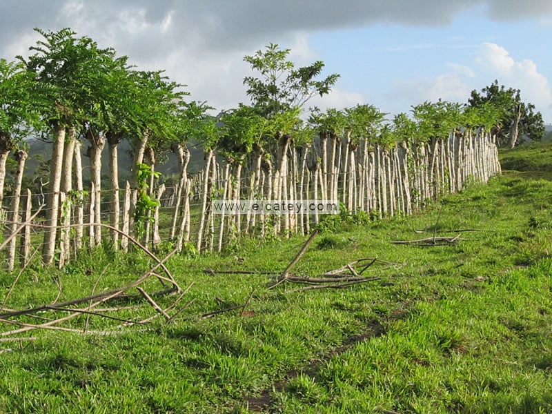 solares y terrenos - Terreno en Polo, Barahona