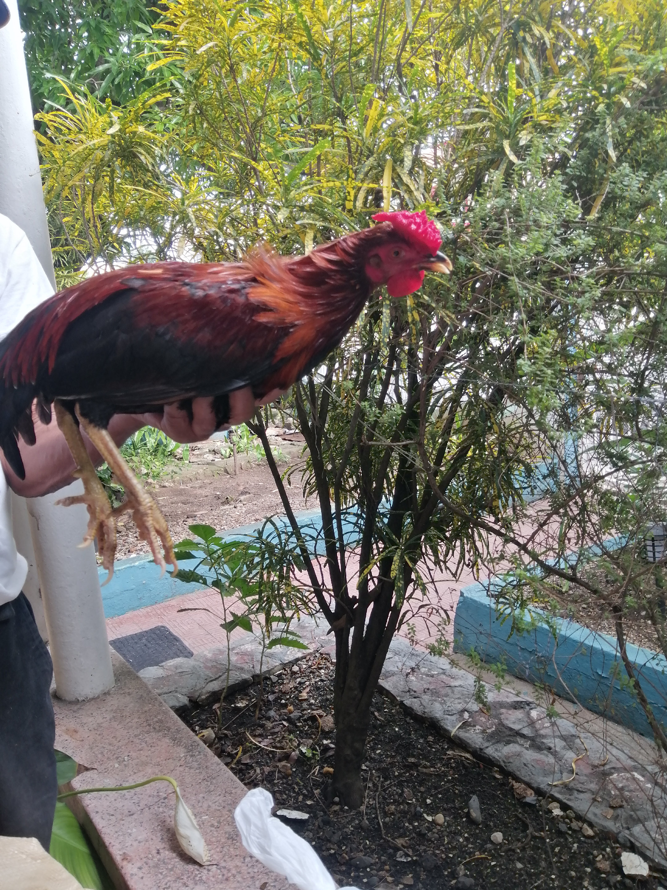 animales y mascotas - Gallos de pelea, Gallinas, Pollos de Calidad 