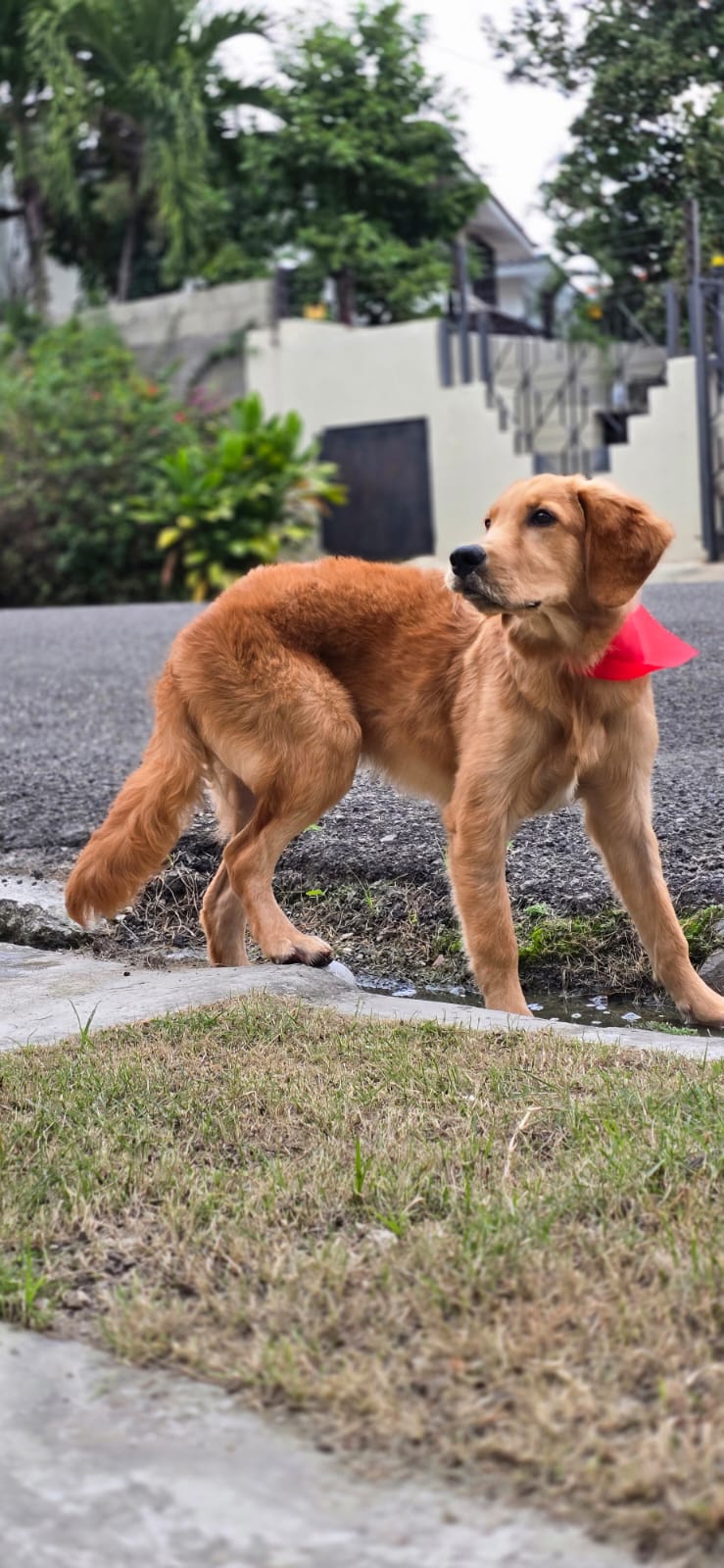 animales y mascotas - Mascota Golden Retrieverperro 0