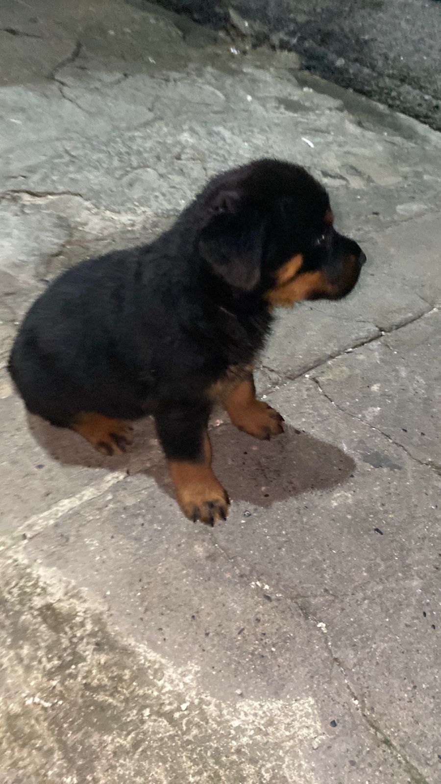 animales y mascotas - Hermosos cachorritos de Rottwailer con pedigree ambos sexo 2