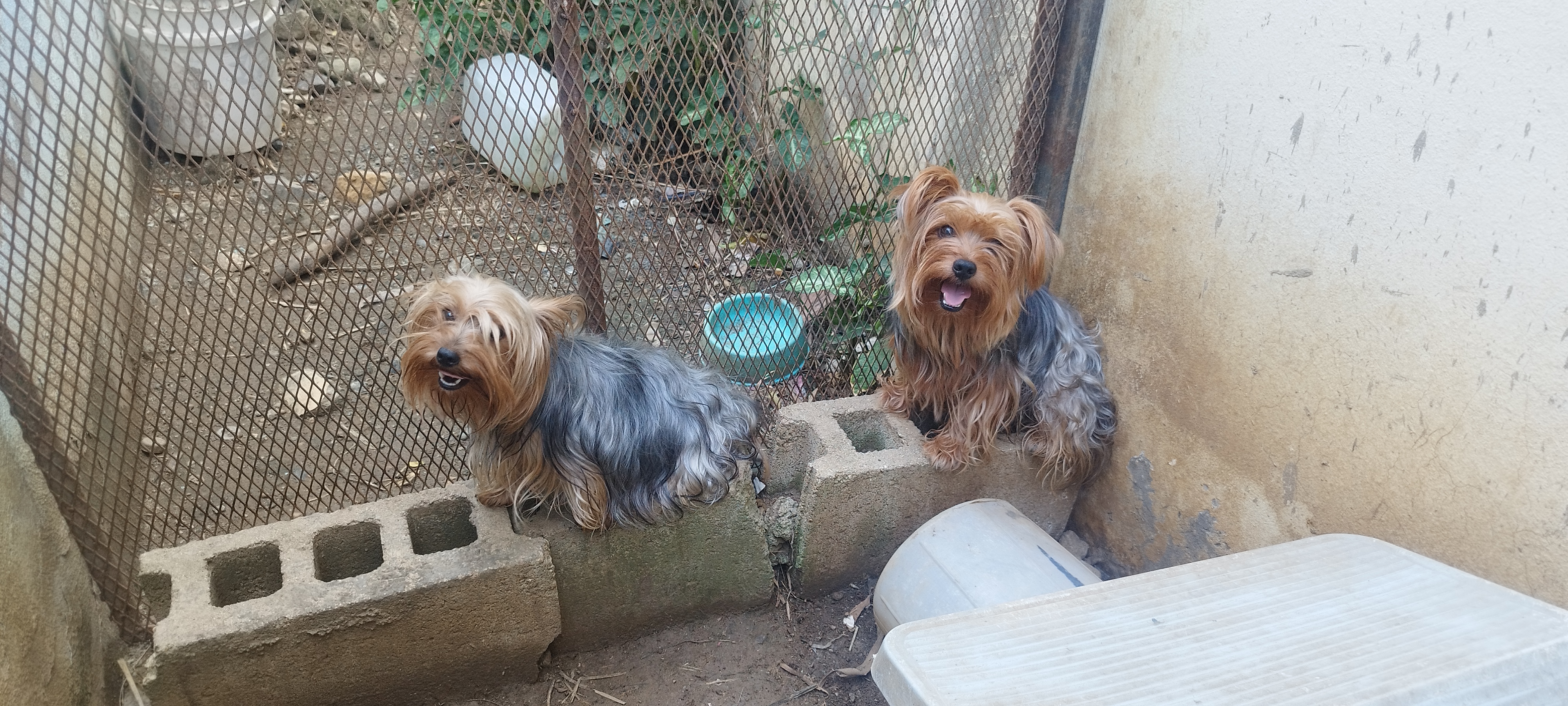 animales y mascotas - Yorkshire terrier puppies machos  3